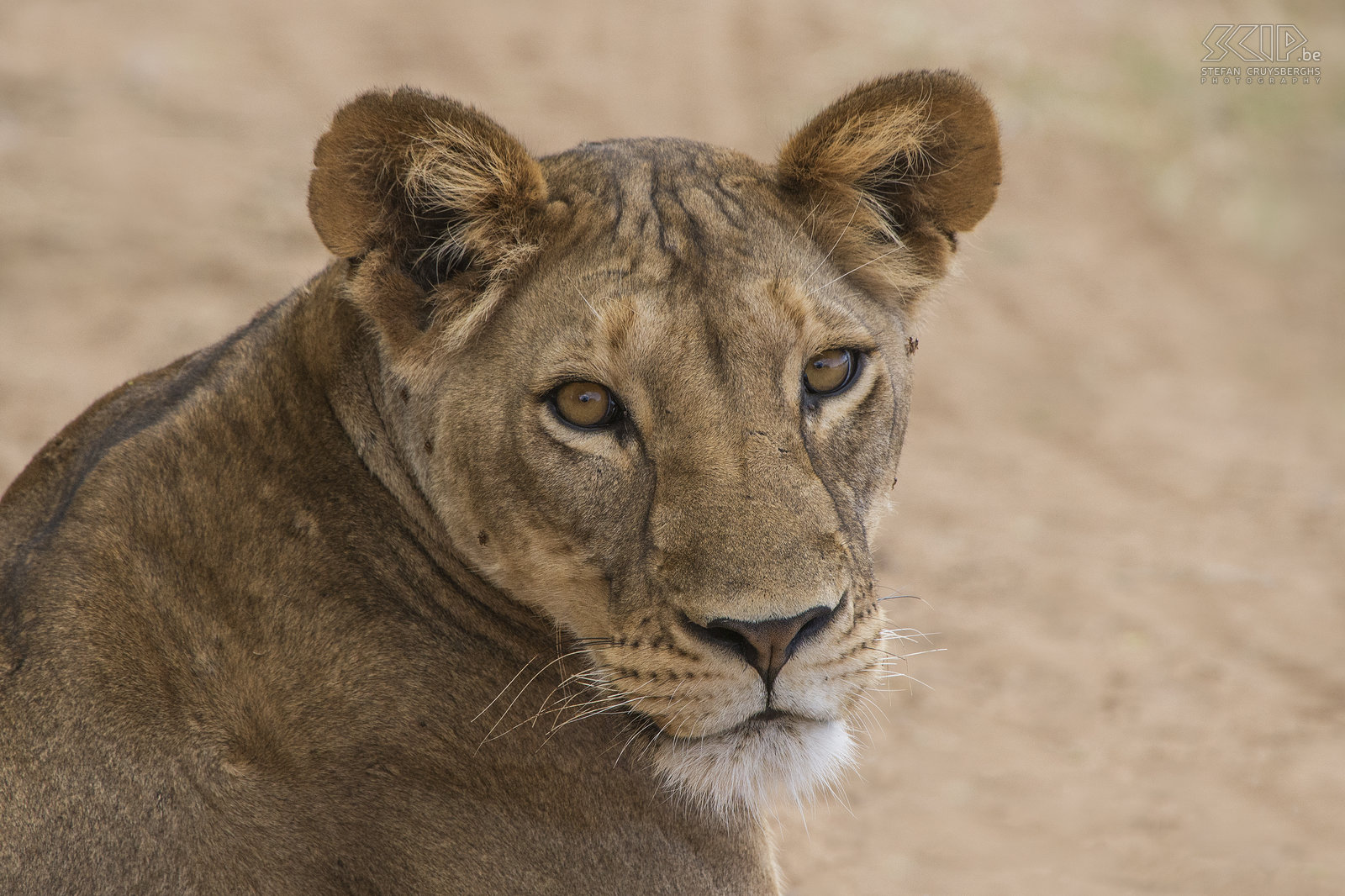 Samburu - Close-up lioness  Stefan Cruysberghs